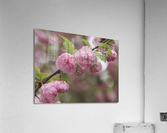Pink Beauties Acrylic Print