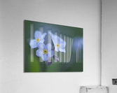 Ladies In Blue Acrylic Print