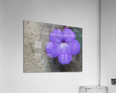 Magic Flower Acrylic Print