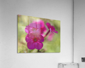 Summertime Acrylic Print