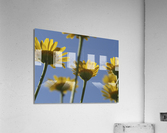 From Below Acrylic Print