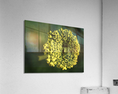 Ringlets Acrylic Print