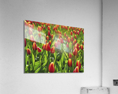 Tulip Background Acrylic Print