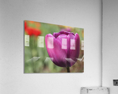 Big Purple Tulip Acrylic Print