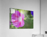 Pink Morning Glory Acrylic Print