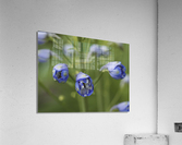Blue Delphinium Buds Acrylic Print