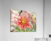 Dahlia Pinnata Acrylic Print