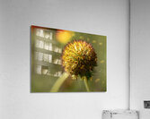 Sundance Seedhead Acrylic Print