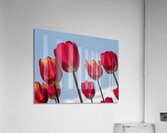 Red Tulips Impression acrylique