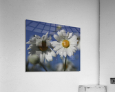 Early Morning Daisies Acrylic Print
