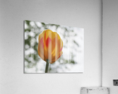 Red and Yellow Tulip Acrylic Print