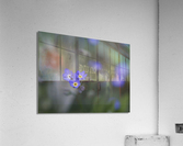 Myosotis Sylvatica Acrylic Print