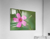 Pink Splash Acrylic Print