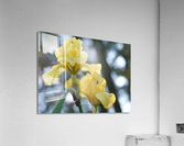 Water Flag Acrylic Print