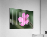 Splash Of Color Acrylic Print