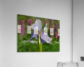 Violet Blue One Acrylic Print