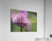 Chive Blossom Acrylic Print