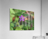 Little Robin Acrylic Print