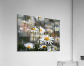 White Daisies Acrylic Print