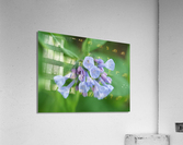 Little Bells Acrylic Print