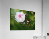 Bright Eyes Acrylic Print