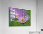 Day Dream Acrylic Print