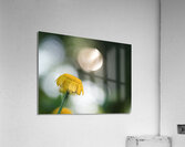 Life Is Strange Acrylic Print