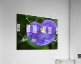 Blue Velvet Acrylic Print