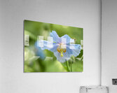 Himalayan Blue Poppy Acrylic Print