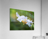 Himalayan Poppy Acrylic Print