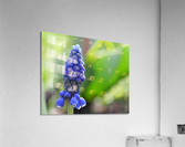 Muscari Acrylic Print