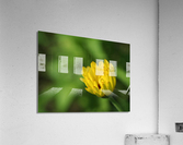 Yellow Bud Acrylic Print
