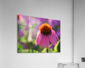 Purple Coneflower Acrylic Print