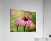 Little Devil Acrylic Print