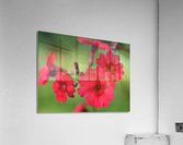 Japanese Primrose Acrylic Print