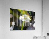 Threeleaf Arrowhead Acrylic Print