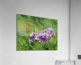Phlox Bouquet Acrylic Print