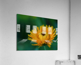 Calendula Acrylic Print