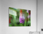 Vialii Acrylic Print