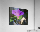 Shine Bright Acrylic Print