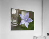 I See Blue Acrylic Print