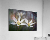 Swamp Lily Acrylic Print