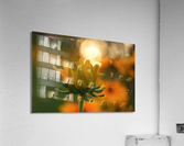 Another Day Acrylic Print