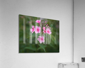 Morning Beauties Acrylic Print