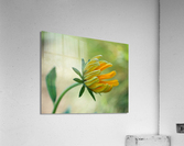 This Way Acrylic Print