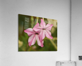 Pink Stars Acrylic Print