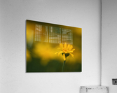 Fragile Beauty Acrylic Print