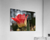 Happy One Impression acrylique