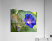 Purple Morning Glory with bud Acrylic Print