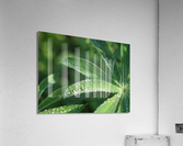 Droplets Acrylic Print